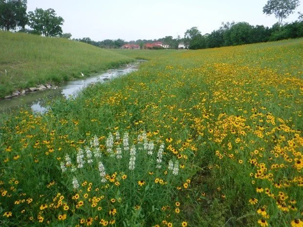 Halls Bayou Watershed